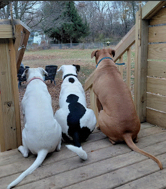 The Rescue Adventures